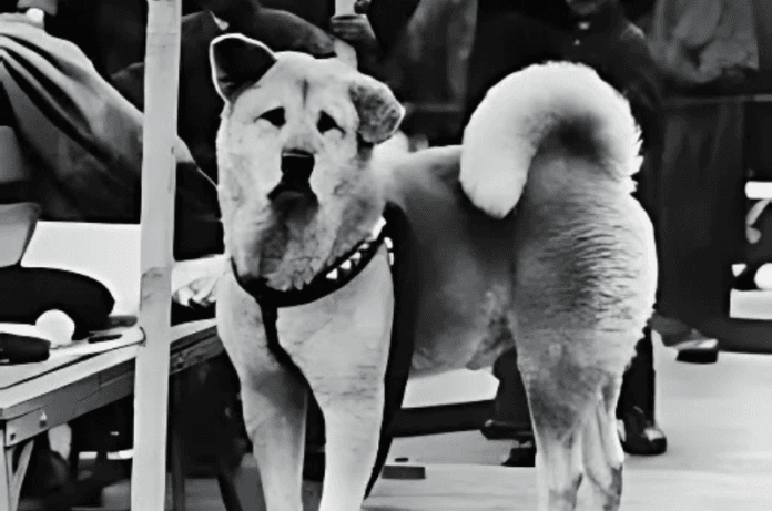 ہاچیکو کی وفاداری کی کہانی - مالک کے ساتھ محبت اور خلوص کی مثال