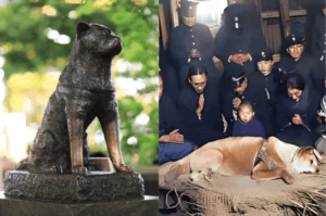 ہاچیکو کی وفاداری کی کہانی - مالک کے ساتھ بے مثال محبت