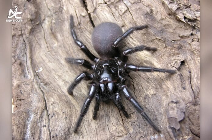 آسٹریلیا کے چڑیا گھر کو دنیا کی سب سے بڑی نر فنل ویب اسپائیڈر عطیہ کی گئی جو زہر کے علاج کے پروگرام میں مددگار ثابت ہوگی۔