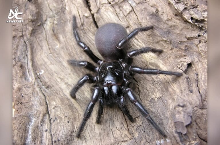 آسٹریلیا کے چڑیا گھر کو دنیا کی سب سے بڑی نر فنل ویب اسپائیڈر عطیہ کی گئی جو زہر کے علاج کے پروگرام میں مددگار ثابت ہوگی۔