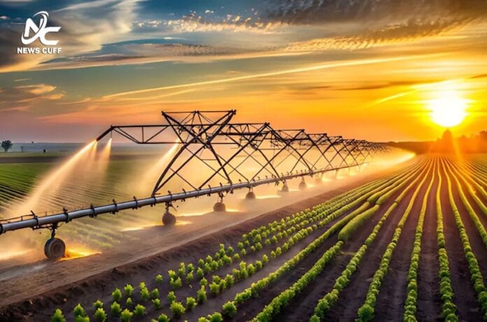 ایس آئی ایف سی کے گرین پاکستان انیشیٹو (جی پی آئی) کے تحت چولستان میں جدید زرعی ٹیکنالوجی، سینٹرل پیوٹ سسٹم، معیاری بیجوں اور کارپوریٹ فارمنگ کے ذریعے بنجر زمینوں کو آباد کر کے زراعت میں نمایاں ترقی حاصل کی جا رہی ہے۔