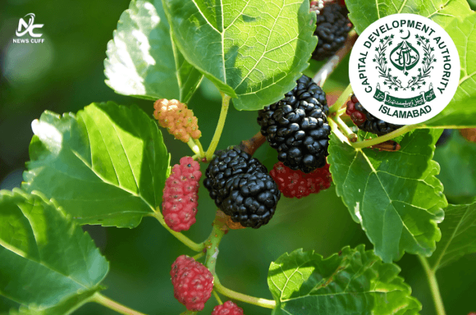 اسلام آباد میں جنگلی شہتوت کے درخت ہٹانے کا فیصلہ کیا گیا ہے تاکہ پولن الرجی سے بچاؤ ممکن ہو اور ان کی جگہ ماحول دوست درخت لگائے جا سکیں