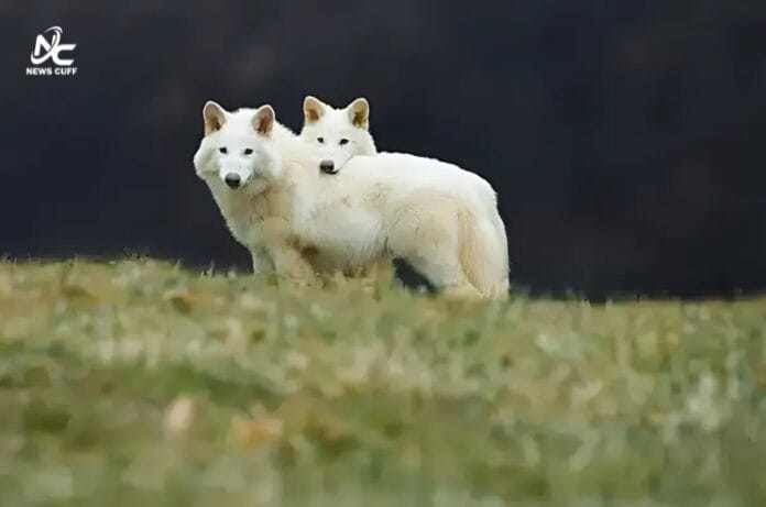 10 ہزار سال قبل معدوم ہونے والی ڈائر وولف کی نسل دوبارہ زندہ: سائنسی دنیا میں تہلکہ
