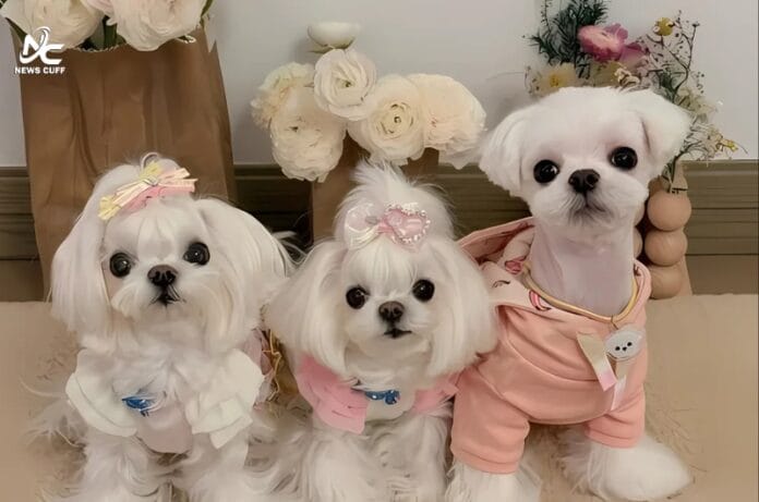 چینی خاتون نے پالتو کتوں کیلئے 20 لاکھ یوآن کے ملبوسات خرید لیے، وارڈ روب اور زیورات سے مزین کلیکشن وائرل