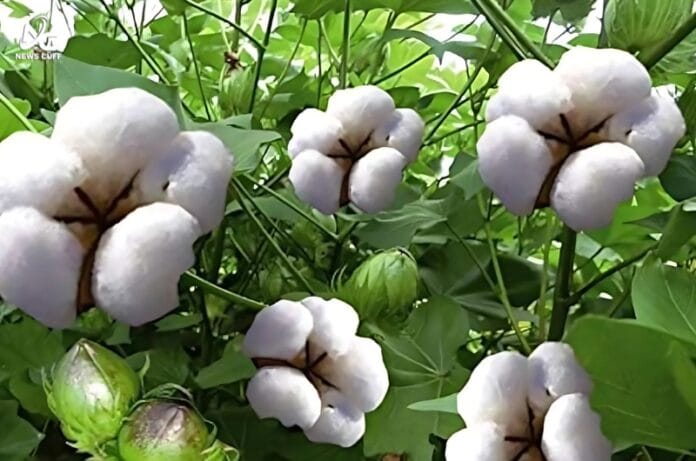 خصوصی سرمایہ کاری سہولت کونسل کے تحت پاک چین زرعی تعاون سے کپاس کی پیداوار میں اضافہ