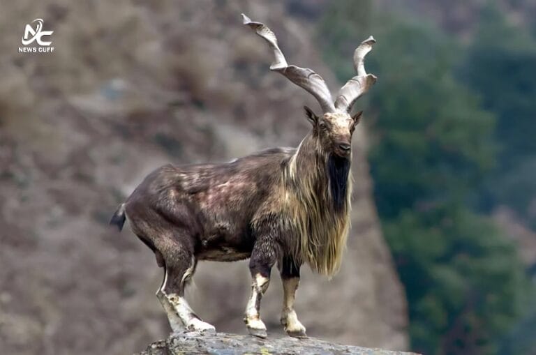 مارخور: فطرت کا شاہکار اور پاکستان کی پہچان