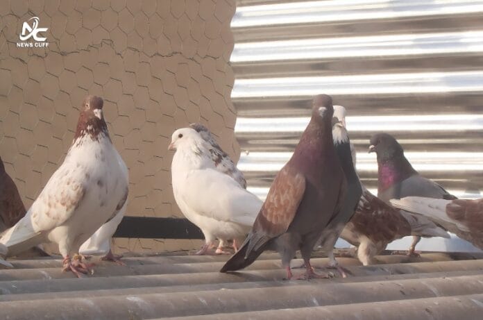 کراچی میں کبوتروں سے پھیلنے والی پھیپھڑوں کی بیماری میں تشویشناک اضافہ