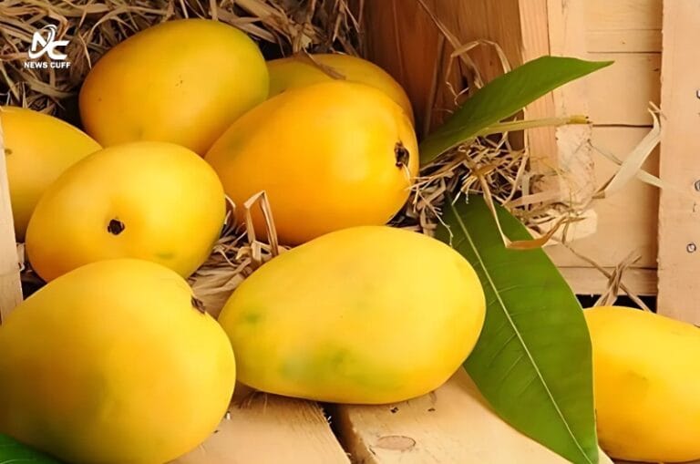 امریکا کا لاکھوں ڈالر مالیت کے بھارتی آم لینے سے انکار، شپمنٹ واپس بھجوانے یا ضائع کرنے کی ہدایت