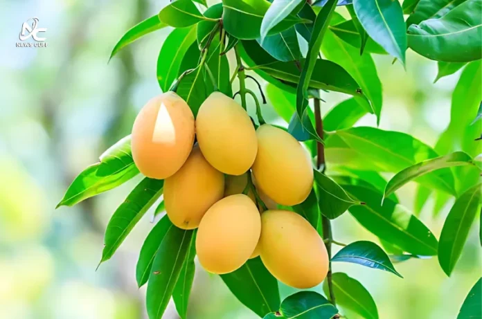 آم کھانے سے پہلے دھونا کیوں ضروری ہے؟ ماہرین کی رائے سامنے آگئی