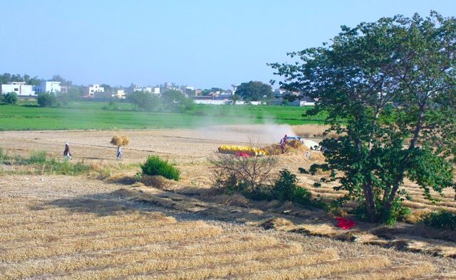 Workers harvesting and threshing wheat in a field in Punjab, Pakistan, the country's main food-producing province