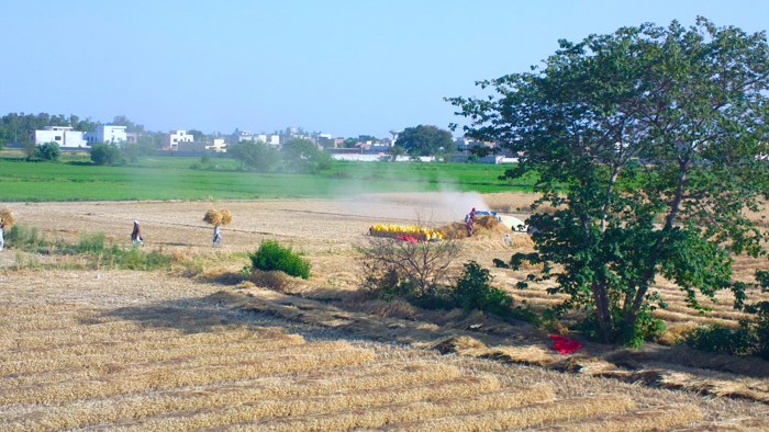 Workers harvesting and threshing wheat in a field in Punjab, Pakistan, the country's main food-producing province