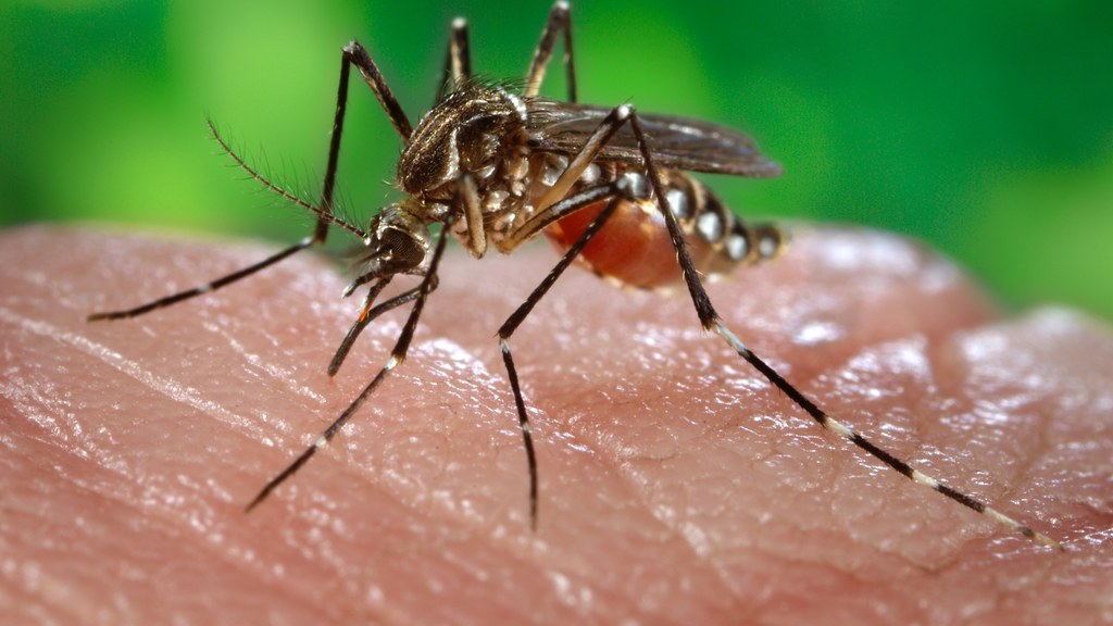 A female Aedes aegypti mosquito feeding, the primary vector of dengue fever.
