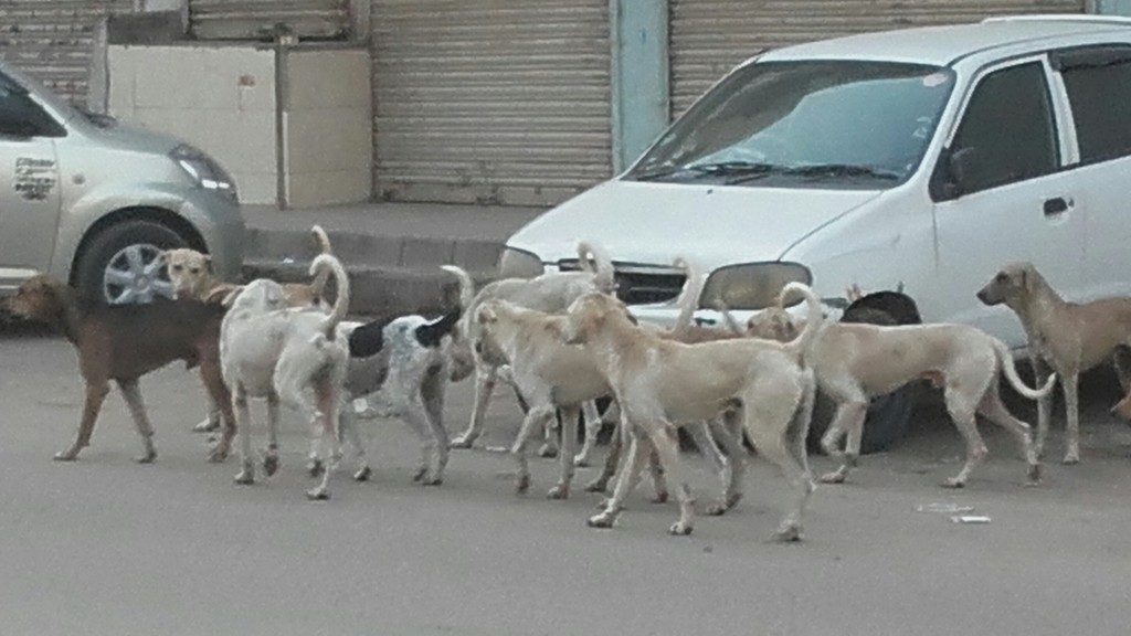 A pack of stray dogs on a street in Karachi, Sindh