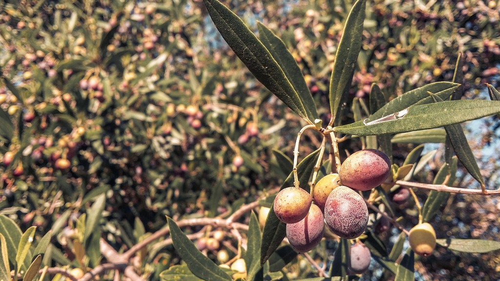 Ripening olives on a branch in an olive grove, as Pakistan olive oil production reaches 716 tons from more than 7.6 million planted trees