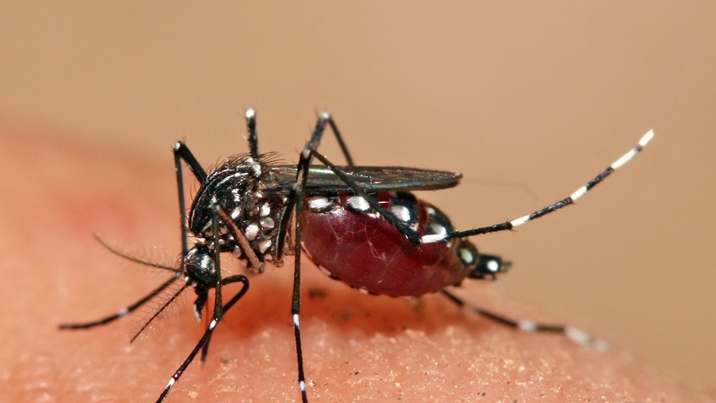 An Aedes aegypti mosquito feeding on human skin, the mosquito that spreads dengue, as KP dengue cases reach their highest single-day total of 2026