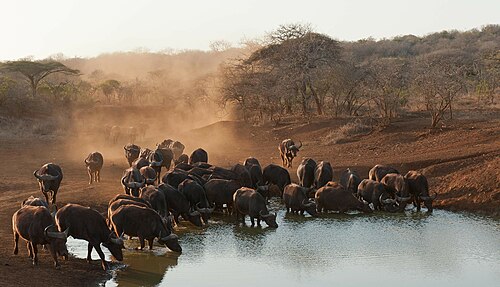 A herd of water buffaloes grazing, as Punjab launches the second phase of its Livestock Card with interest-free loans for farmers to buy animal feed