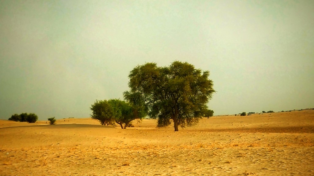 Sandy landscape of the Thal Desert in Punjab with scattered green trees under a pale sky