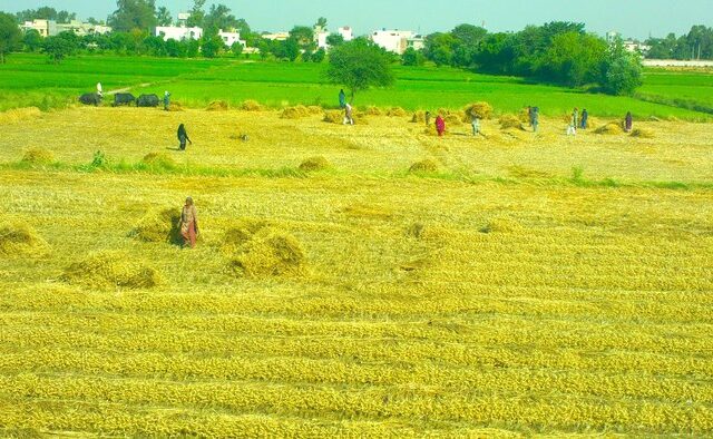 A wheat field in Punjab, Pakistan, at harvest time, the crop whose support price is to be announced before the sowing season