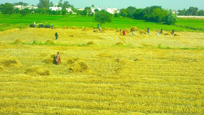 A wheat field in Punjab, Pakistan, at harvest time, the crop whose support price is to be announced before the sowing season